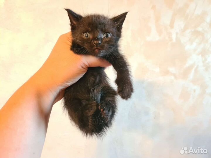 Прелестные котодетки
