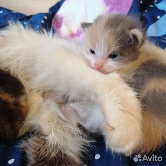 Котята в добрые руки бесплатно