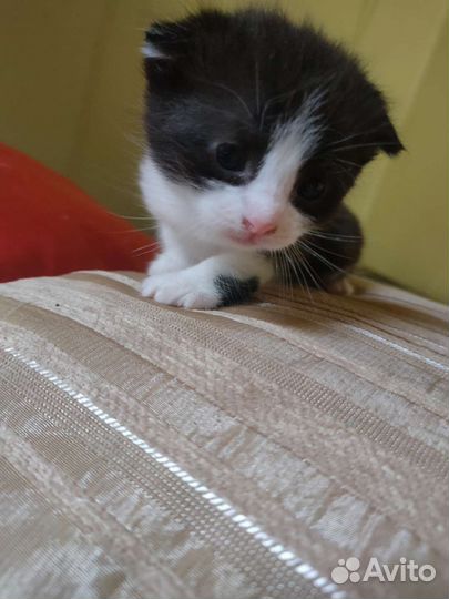 Котята