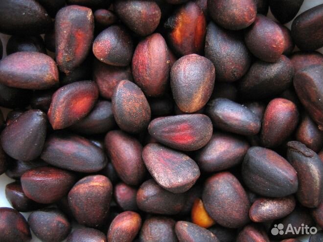 Кедра саженцы, семена отдам