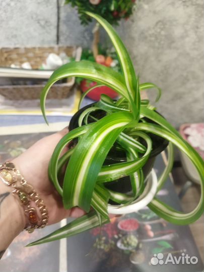 Хлорофитум кудрявый