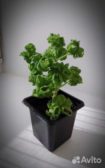 Пеларгония душистая