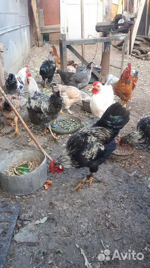 Молодые Петушки