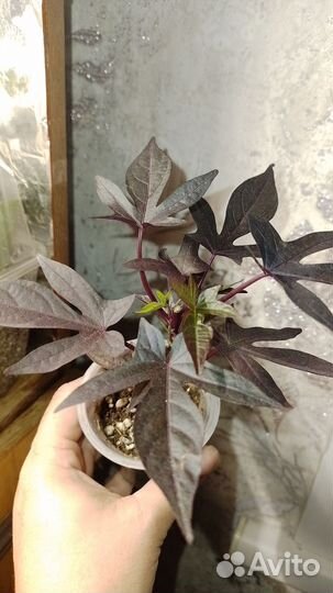 Ипомея батат