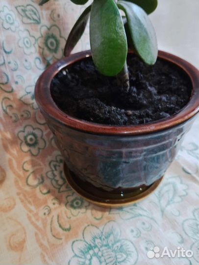 Толстянка(денежное дерево)