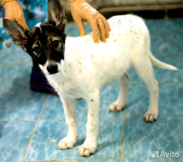 Малыш в дар