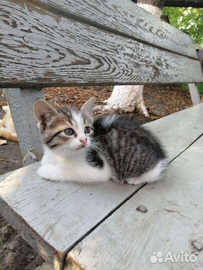 Котенок - Девочка