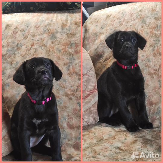 Раздаём щенков