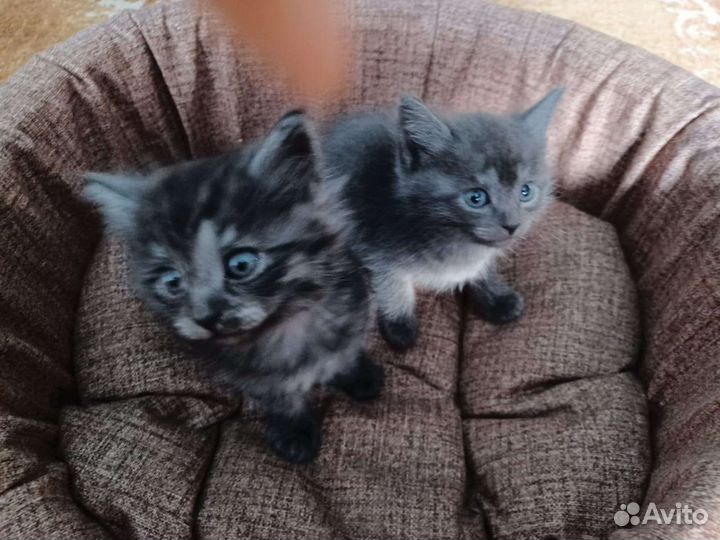 Котята в дар, 1 мальчик, 3 девочки