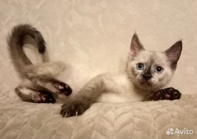 Очаровательные котятки