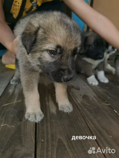 Щенки в добрые руки бесплатно