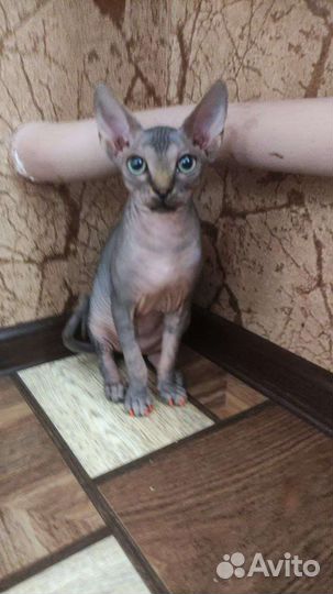 Канадский сфинкс