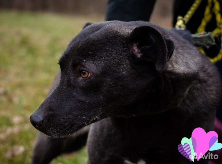 Собака Юна, 4 года, охранница