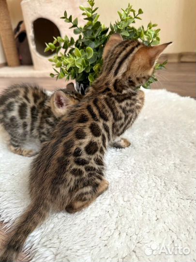 Бенгальский котёнок