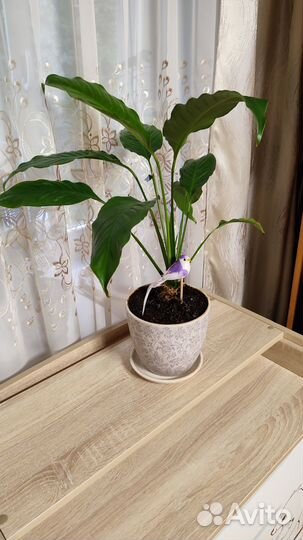 Спатифиллум (женское счастье, женский цветок)