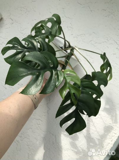 Монстера минима