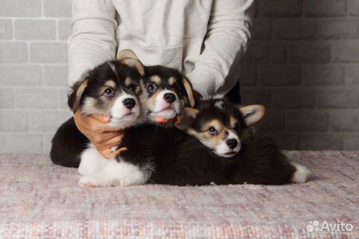 Щенки Корги