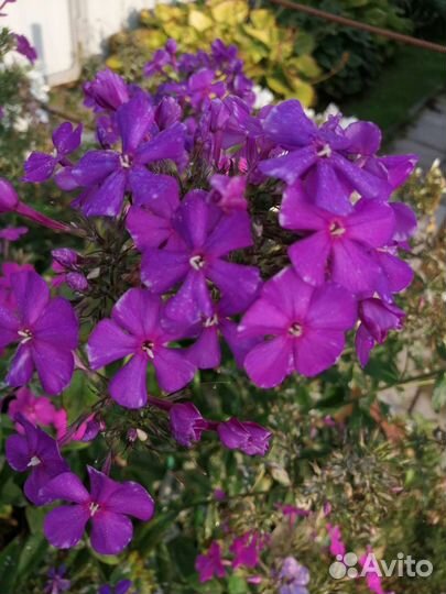 Флоксы многолетние