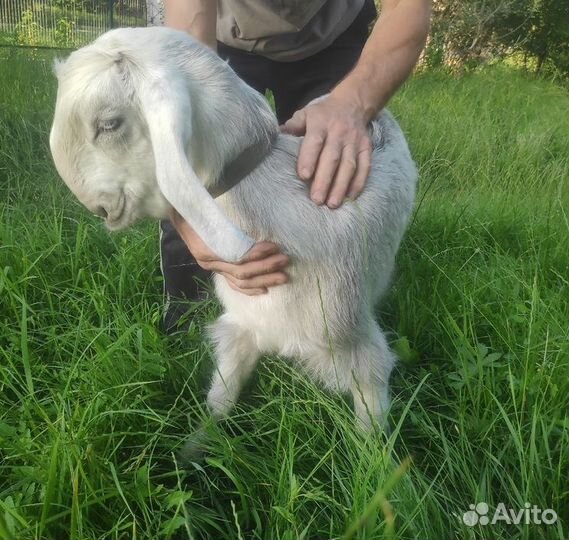 Козлята шами