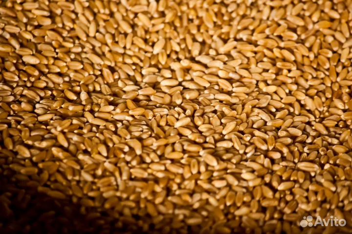 Пшеница ячмень, отходы