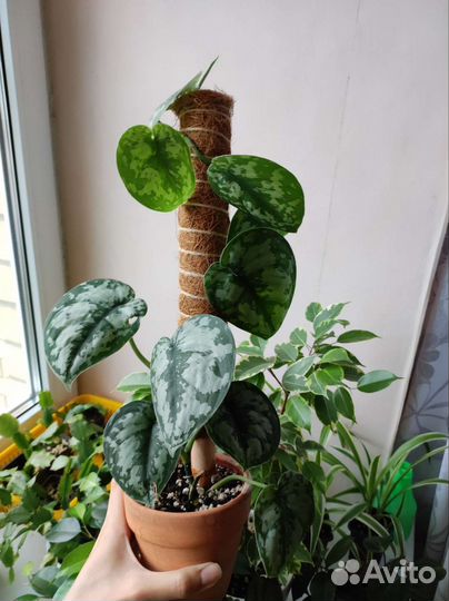 Сциндапсус