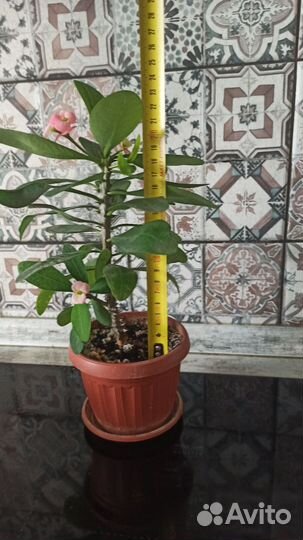 Молочай миля