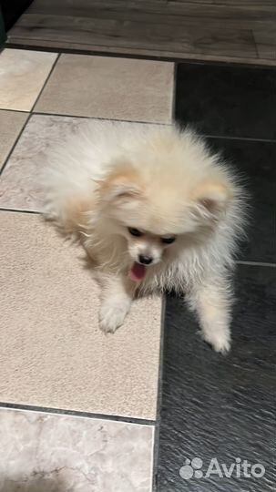 Цвергшпиц померанский