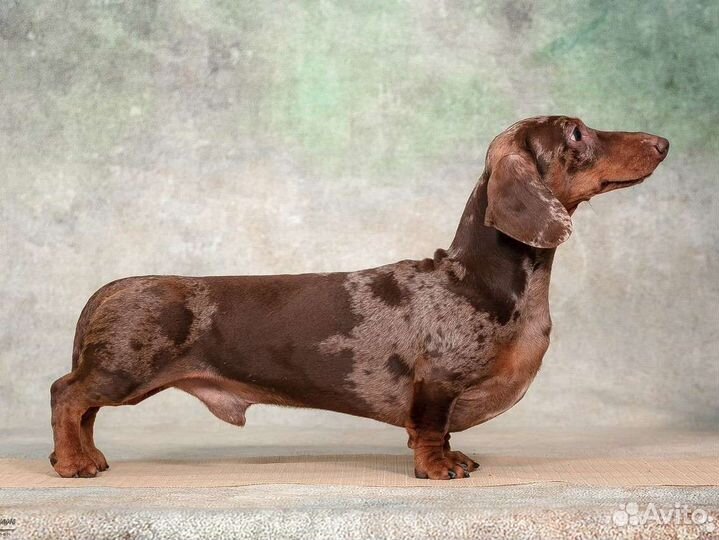 Такса миниатюра кофе-мрамор мальчик ждет в гости