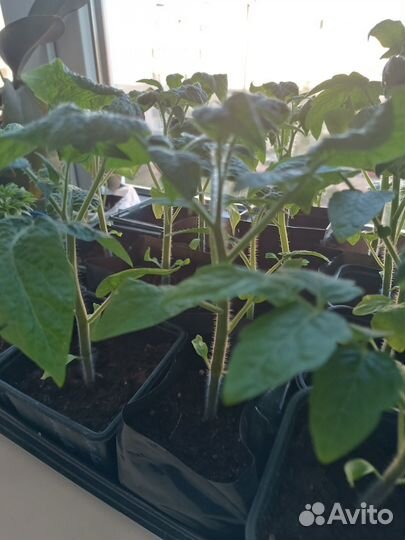 Рассада помидор,сладкого перца