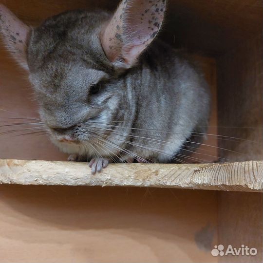 Шиншилы с клеткой