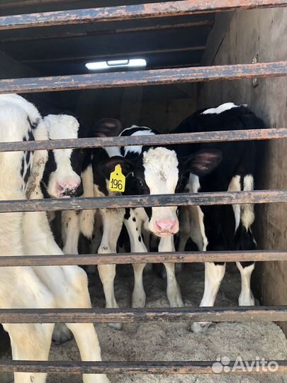 Бычки и телята