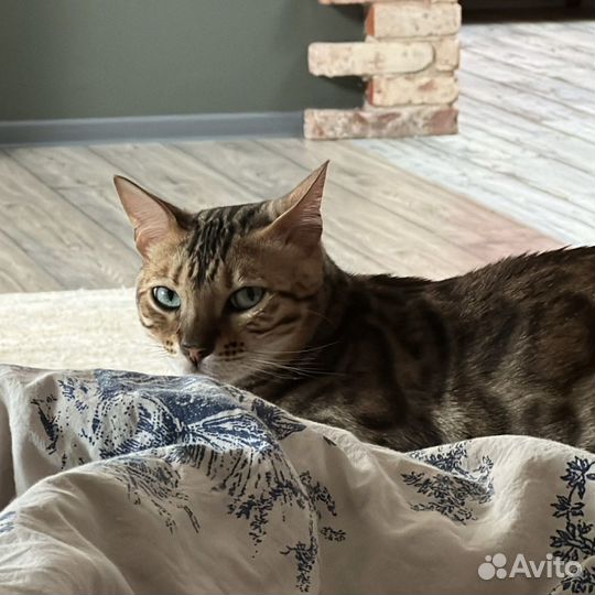 Бенгальский кот