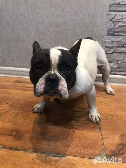 Французский бульдог