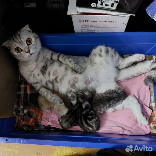 Шотландский кот вязка