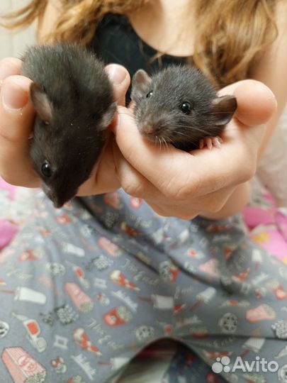 Крыса дамбо