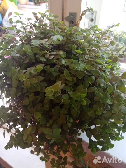 Традесканция, каллизия