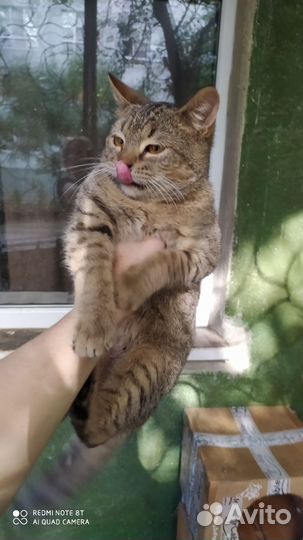 Котенок