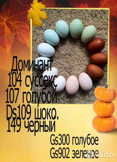 Инкубационное яйцо