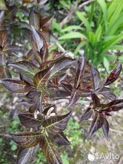 Вейгела 5 видов, черный лист,оранжевый,вариегатная