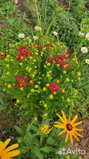 Многолетние цветы для сада