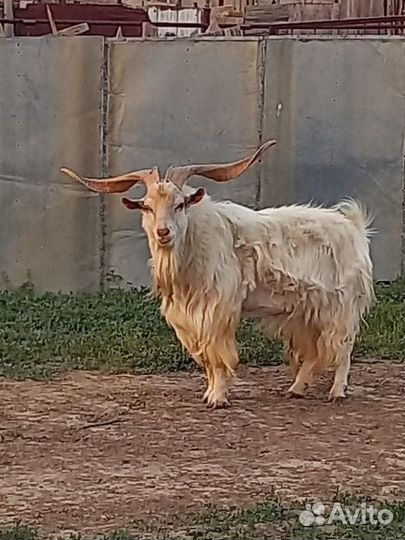 Козел на племя