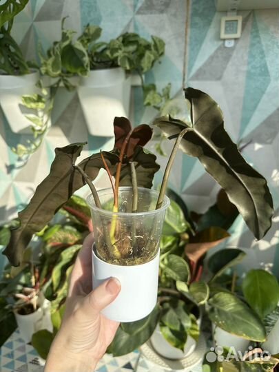 Филодендрон билли минт/серо-голубой