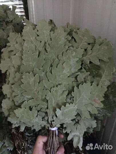 Дубовые Веники