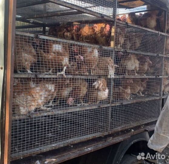 Куры от 50шт