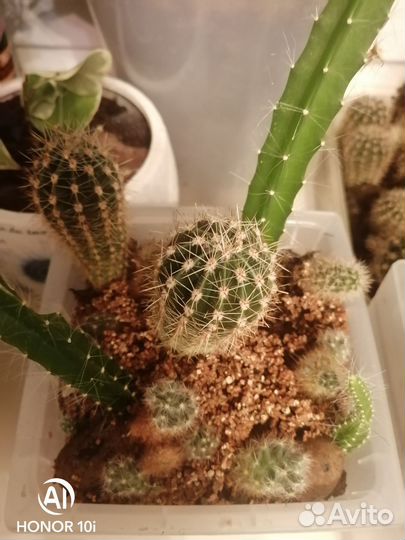 Композиция в горшке. Кактусы