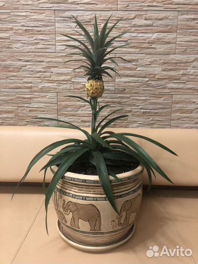 Экзотическое растение Ананас