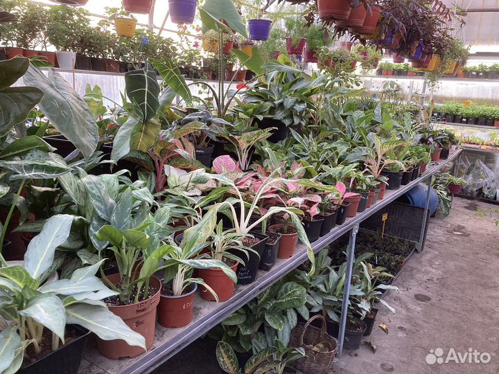 Стрелиция Николая из питомника растений