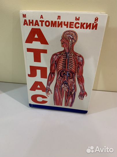 Анатомия