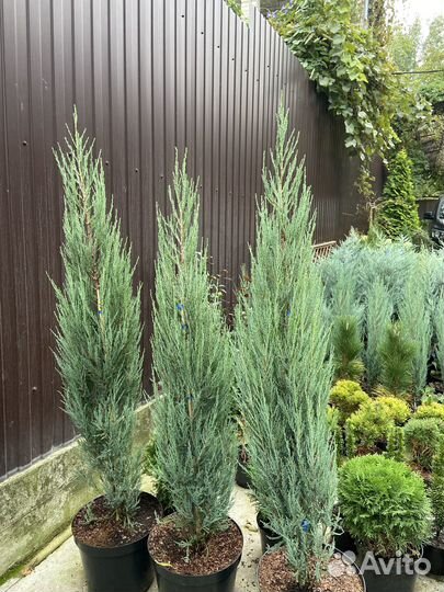 Можжевельник блю эрроу, мунглоу, мофат блю, блючип