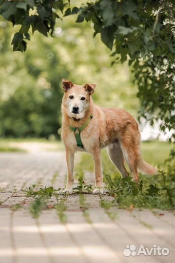 Собака из приюта в добрые руки